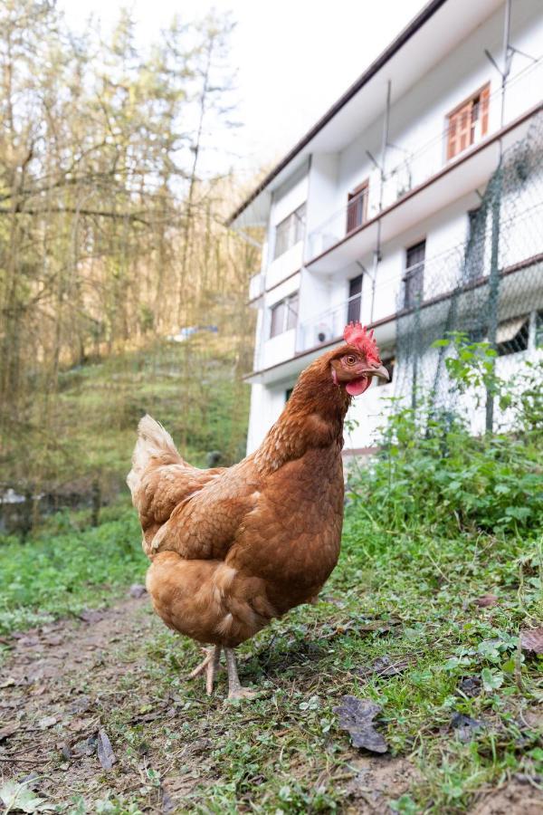 Olotza - Baskey Rentals Hernialde Exteriör bild